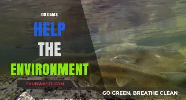 Dams and the Environment: Balancing Benefits and Ecological Impacts