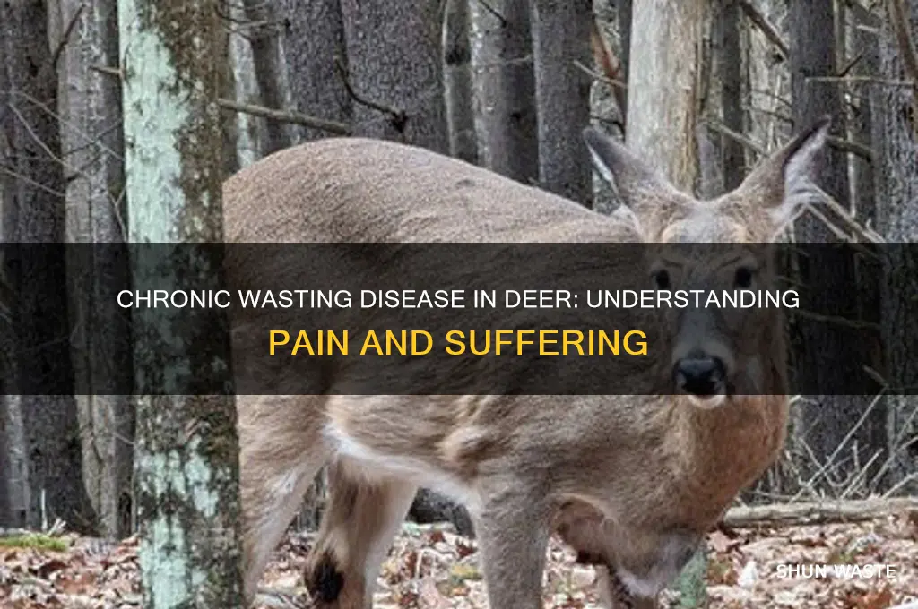 do deer with chronic wasting disease feel pain