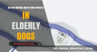 Dog Diapers and Elderly Dogs: Muscle Wasting Concerns Explained