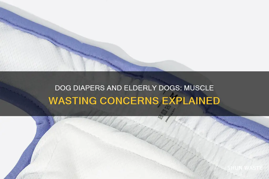 do dog diapers waste away muscle in elderly dogs
