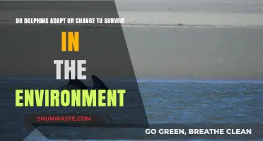 Dolphins' Survival Strategies: Adapting or Changing to Thrive in Their Environment