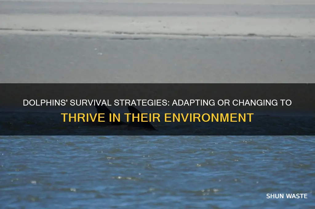 do dolphins adapt or change to survive in the environment