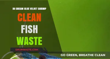 Do Dream Blue Velvet Shrimp Clean Fish Waste? Facts Revealed
