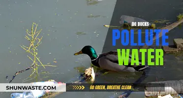 Ducks and Water Quality: Debunking the Pollution Myth