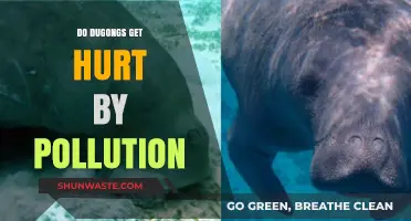 How Dugongs Suffer from Pollution's Harmful Effects