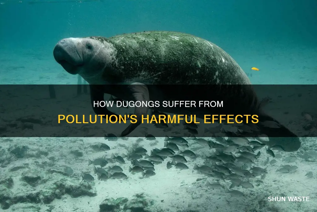 do dugongs get hurt by pollution