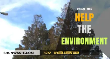 Elm Trees: Environmental Allies in Carbon Sequestration and Biodiversity