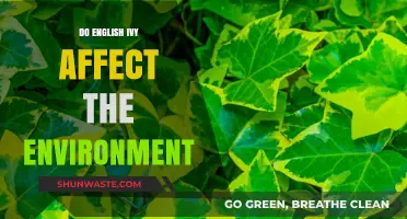 English Ivy's Environmental Impact: Benefits, Risks, and Ecosystem Effects