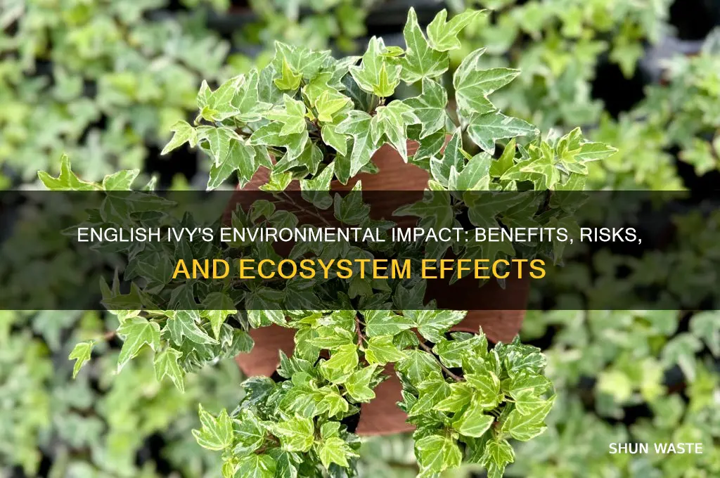 do english ivy affect the environment