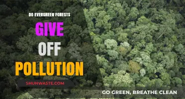 Evergreen Forests: Pollution Absorbers or Emitters?