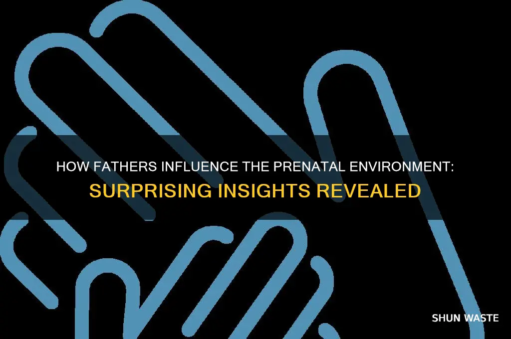 do fathers affect the prenatal environment