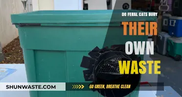 Do Feral Cats Bury Their Waste? Uncovering Feline Habits