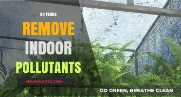 Ferns: Natural Air Purifiers for Your Home
