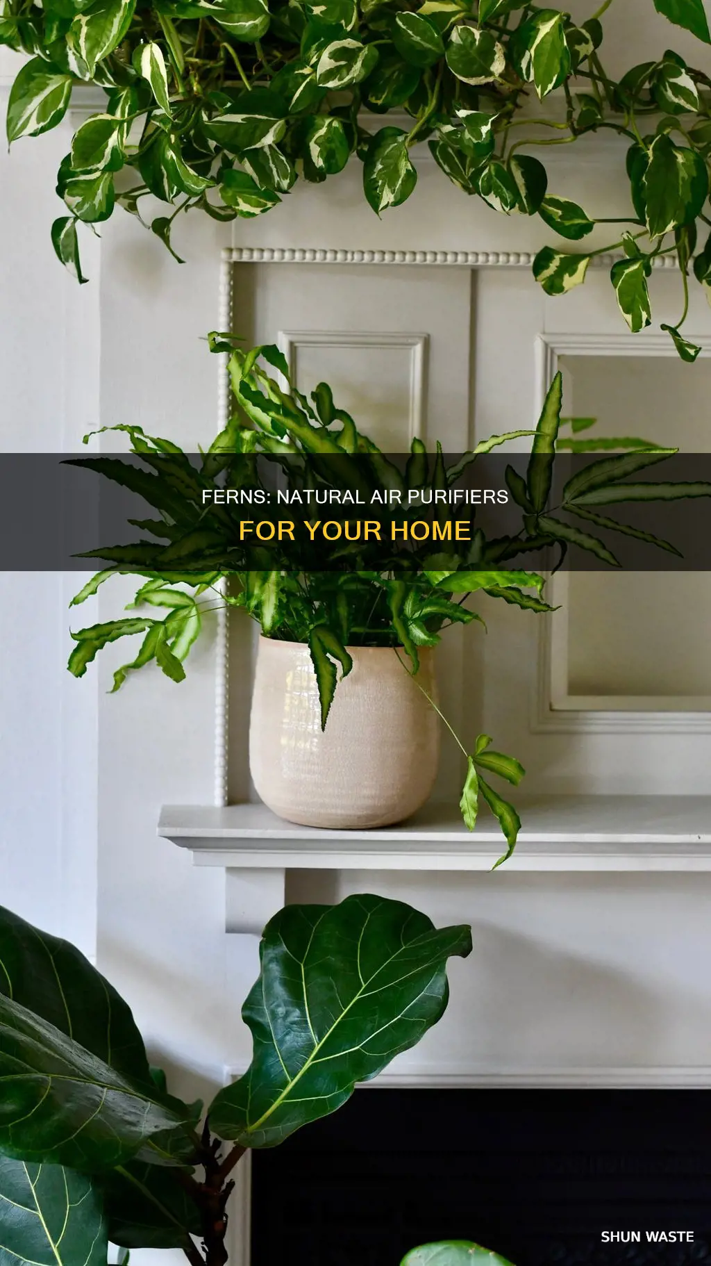do ferns remove indoor pollutants