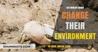 How Fiddler Crabs Transform Their Coastal Habitats: Environmental Impact Explained