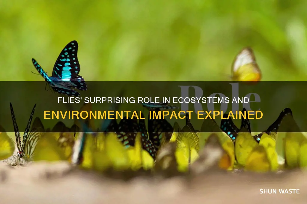 do flies play an impact the environment