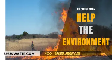 Forest Fires: Environmental Foe or Nature's Necessary Renewal Tool?