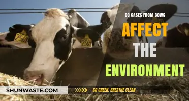 Cow Emissions: Uncovering the Environmental Impact of Bovine Gases
