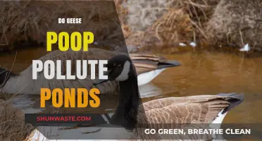 Geese, Pollution, and Ponds: A Troubling Trend