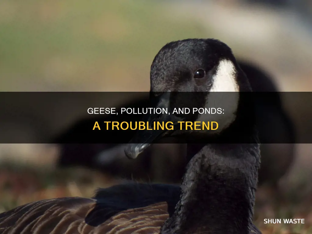 do geese poop pollute ponds