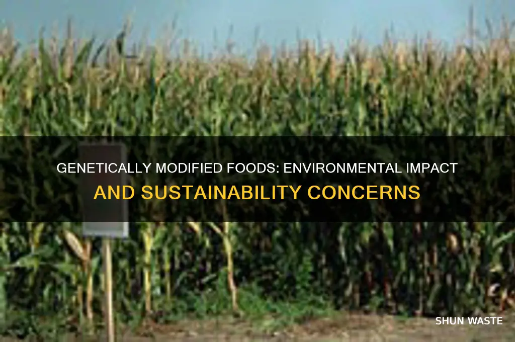 do genetically modified foods affect the environment