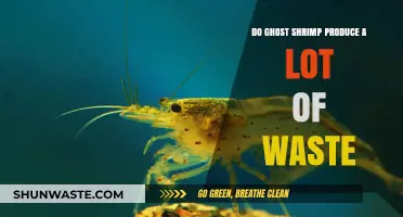 Ghost Shrimp Waste: How Much Do They Produce in Aquariums?