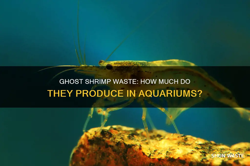 do ghost shrimp produce a lot of waste