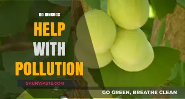 Ginkgo Trees: Natural Solution to Fight Pollution