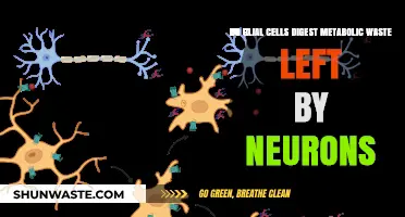 Glial Cells: Metabolic Waste Cleaners for Neuronal Health?