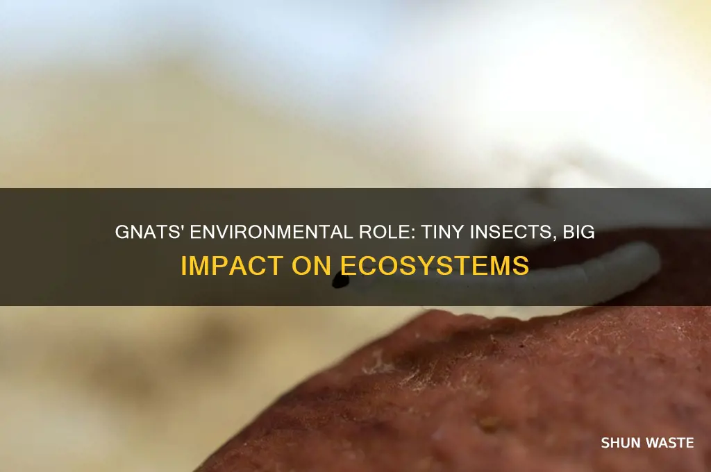 do gnats help the environment