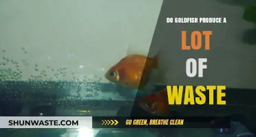 Goldfish Waste Production: Understanding Their Impact on Aquarium Ecosystems