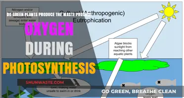 Oxygen: A Beneficial Byproduct of Photosynthesis in Green Plants