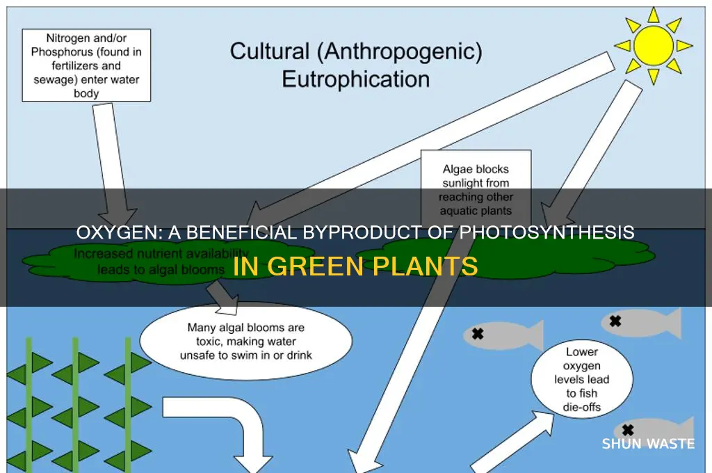 do green plants produce the waste product oxygen during photosynthesis