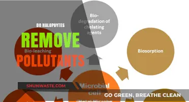 Halophytes: Natural Pollutant Removers?