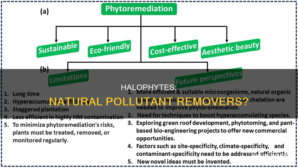 do halophytes remove pollutants