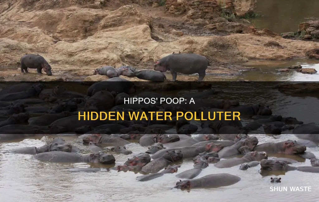 do hippos pollute water