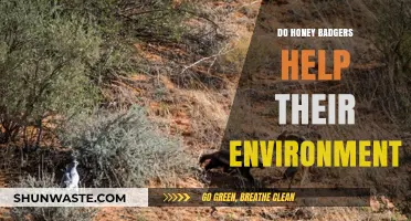 Honey Badgers: Unlikely Eco-Heroes and Their Environmental Impact Explained