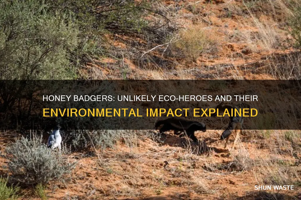 do honey badgers help their environment