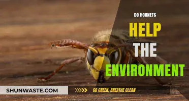 Hornets' Role in Ecosystems: Uncovering Their Environmental Benefits