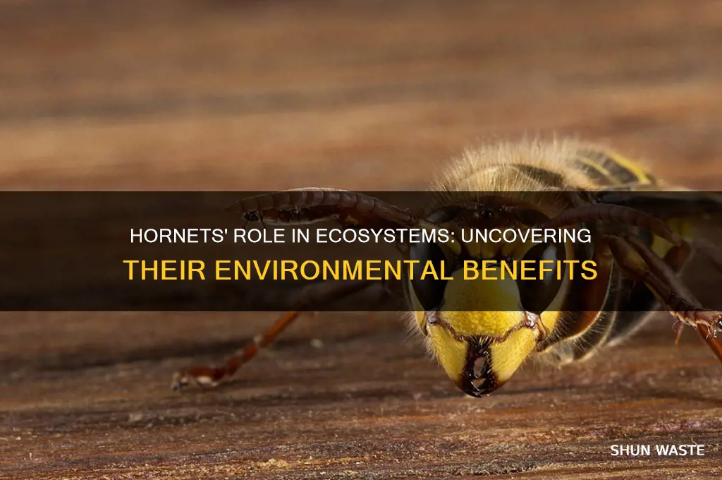 do hornets help the environment