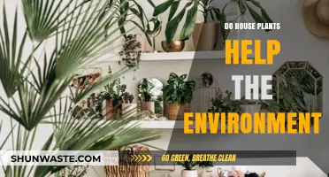 House Plants: Environmental Allies or Just Indoor Decor?