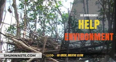 Hurricanes' Surprising Role in Shaping and Revitalizing Ecosystems