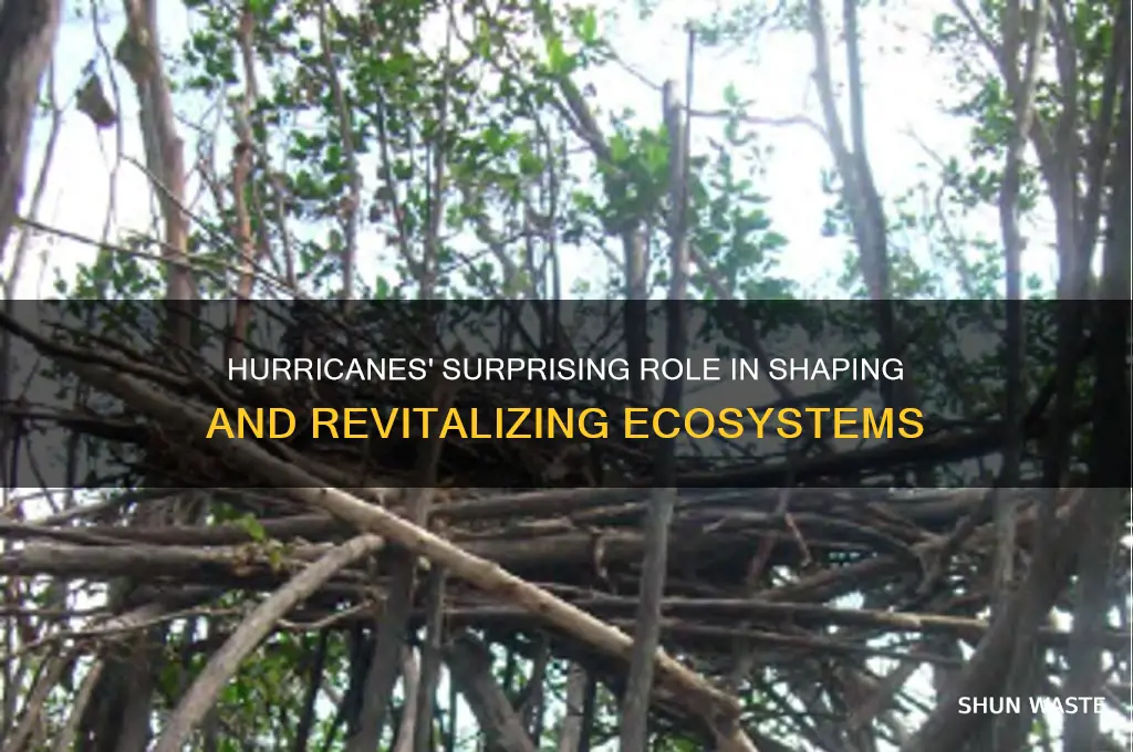 do hurricanes help environments