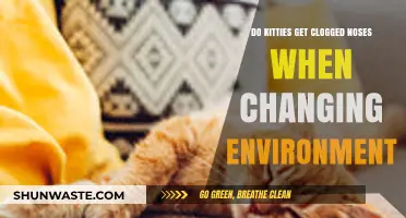 Can New Environments Cause Kitties to Have Clogged Noses?