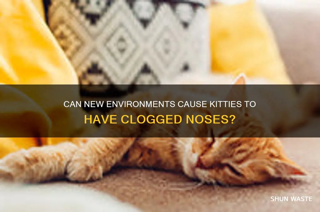 do kitties get clogged noses when changing environment