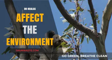 Koalas' Environmental Impact: Exploring Their Role in Ecosystems