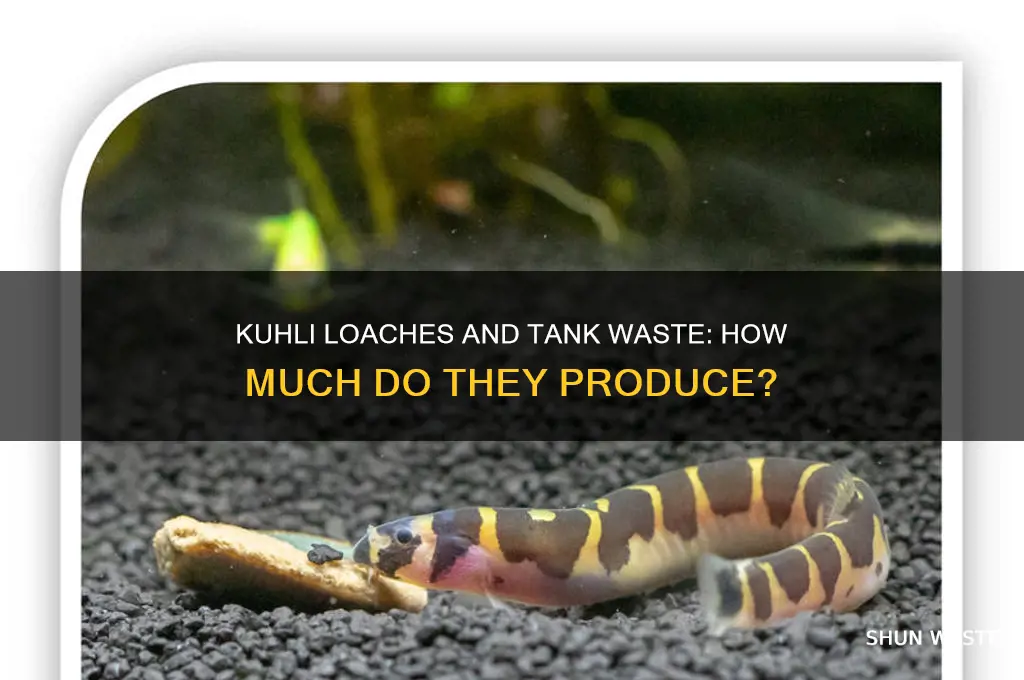 do kuhli loaches produce a lot of waste