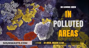 Lichen Growth: Pollution's Impact and Resilience