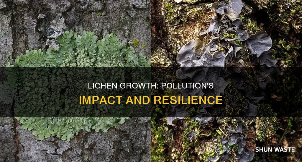 do lichens grow in polluted areas