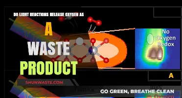 Light Reactions: Oxygen Release as a Waste Product Explained